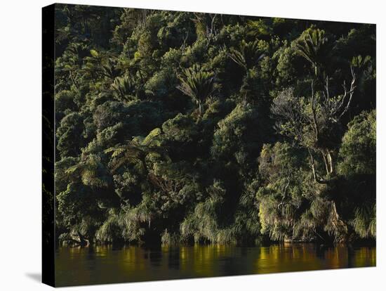 Neuseeland, Porarai River, Regenwald, Nikan-Palmen , New Zealand, Fluss, Gewv¤Sser-Thonig-Stretched Canvas