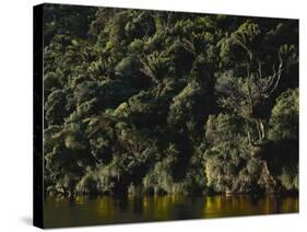 Neuseeland, Porarai River, Regenwald, Nikan-Palmen , New Zealand, Fluss, Gewv¤Sser-Thonig-Stretched Canvas