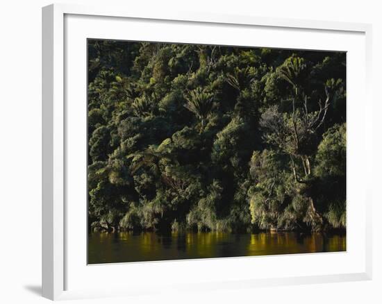 Neuseeland, Porarai River, Regenwald, Nikan-Palmen , New Zealand, Fluss, Gewv¤Sser-Thonig-Framed Photographic Print