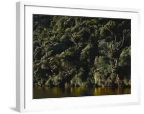 Neuseeland, Porarai River, Regenwald, Nikan-Palmen , New Zealand, Fluss, Gewv¤Sser-Thonig-Framed Photographic Print