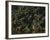 Neuseeland, Porarai River, Regenwald, Nikan-Palmen , New Zealand, Fluss, Gewv¤Sser-Thonig-Framed Photographic Print