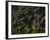 Neuseeland, Porarai River, Regenwald, Nikan-Palmen , New Zealand, Fluss, Gewv¤Sser-Thonig-Framed Photographic Print