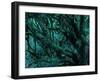 Neuseeland, Regenwald, Moose, Flechten, Epiphyten, New Zealand, North Island-Thonig-Framed Photographic Print