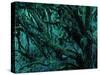 Neuseeland, Regenwald, Moose, Flechten, Epiphyten, New Zealand, North Island-Thonig-Stretched Canvas