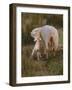 Neuseeland, Schaf, Lamm, Geburt, Schafe, Mutter, Lv¤Mmchen-Thonig-Framed Photographic Print