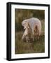 Neuseeland, Schaf, Lamm, Geburt, Schafe, Mutter, Lv¤Mmchen-Thonig-Framed Photographic Print