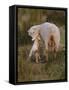 Neuseeland, Schaf, Lamm, Geburt, Schafe, Mutter, Lv¤Mmchen-Thonig-Framed Stretched Canvas
