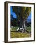 Neuseeland, Sv¼dinsel, Herbst, , Weide, Ziegen , New Zealand-Thonig-Framed Photographic Print