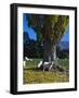 Neuseeland, Sv¼dinsel, Herbst, , Weide, Ziegen , New Zealand-Thonig-Framed Photographic Print