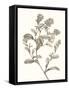 Neutral Botanical Study II-Vision Studio-Framed Stretched Canvas