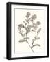 Neutral Botanical Study II-Vision Studio-Framed Art Print