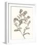 Neutral Botanical Study II-Vision Studio-Framed Art Print