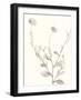 Neutral Botanical Study IV-Vision Studio-Framed Art Print