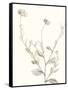 Neutral Botanical Study IV-Vision Studio-Framed Stretched Canvas