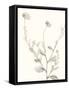 Neutral Botanical Study IV-Vision Studio-Framed Stretched Canvas