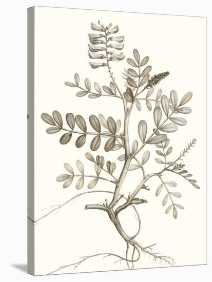 Neutral Botanical Study VI-Vision Studio-Stretched Canvas