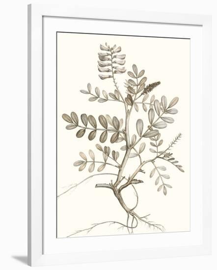 Neutral Botanical Study VI-Vision Studio-Framed Art Print