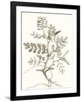 Neutral Botanical Study VI-Vision Studio-Framed Art Print