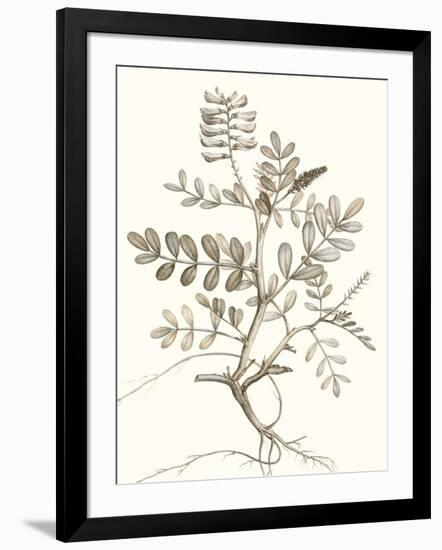Neutral Botanical Study VI-Vision Studio-Framed Art Print