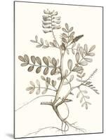 Neutral Botanical Study VI-Vision Studio-Mounted Art Print