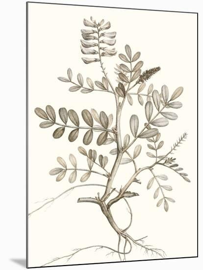 Neutral Botanical Study VI-Vision Studio-Mounted Art Print