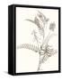 Neutral Botanical Study VII-Vision Studio-Framed Stretched Canvas