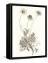 Neutral Botanical Study VIII-Vision Studio-Framed Stretched Canvas