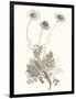 Neutral Botanical Study VIII-Vision Studio-Framed Art Print