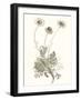 Neutral Botanical Study VIII-Vision Studio-Framed Art Print