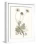 Neutral Botanical Study VIII-Vision Studio-Framed Art Print