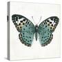 Neutral Butterfly 2-Jace Grey-Stretched Canvas