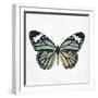 Neutral Butterfly-Jace Grey-Framed Art Print