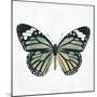 Neutral Butterfly-Jace Grey-Mounted Art Print