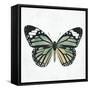 Neutral Butterfly-Jace Grey-Framed Stretched Canvas