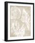 Neutral Coral II-Carol Robinson-Framed Art Print