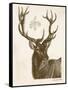 Neutral Deer I-Gwendolyn Babbitt-Framed Stretched Canvas