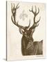 Neutral Deer I-Gwendolyn Babbitt-Stretched Canvas