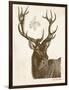 Neutral Deer I-Gwendolyn Babbitt-Framed Art Print