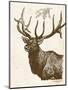 Neutral Deer II-Gwendolyn Babbitt-Mounted Art Print