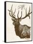 Neutral Deer II-Gwendolyn Babbitt-Framed Stretched Canvas