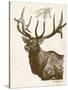 Neutral Deer II-Gwendolyn Babbitt-Stretched Canvas