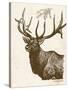 Neutral Deer II-Gwendolyn Babbitt-Stretched Canvas