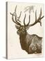 Neutral Deer II-Gwendolyn Babbitt-Stretched Canvas