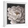 Neutral Fleur I-Tim O'toole-Framed Art Print