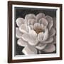 Neutral Fleur I-Tim O'toole-Framed Art Print