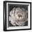 Neutral Fleur II-Tim O'toole-Framed Art Print