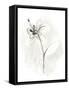 Neutral Floral Gesture IX-June Erica Vess-Framed Stretched Canvas