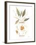 Neutral Floral II-Janet Tava-Framed Art Print