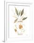 Neutral Floral II-Janet Tava-Framed Art Print