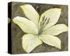 Neutral Lily II-Tim OToole-Stretched Canvas